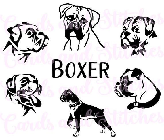 four different types of dogs with the word boxer on it's chest and head