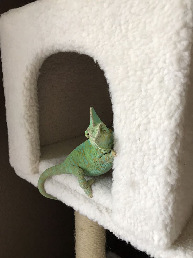 a green chamelon sitting on top of a white cat tree in a house