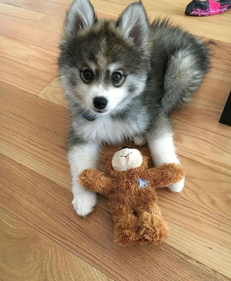 a puppy is laying on the floor with a stuffed animal