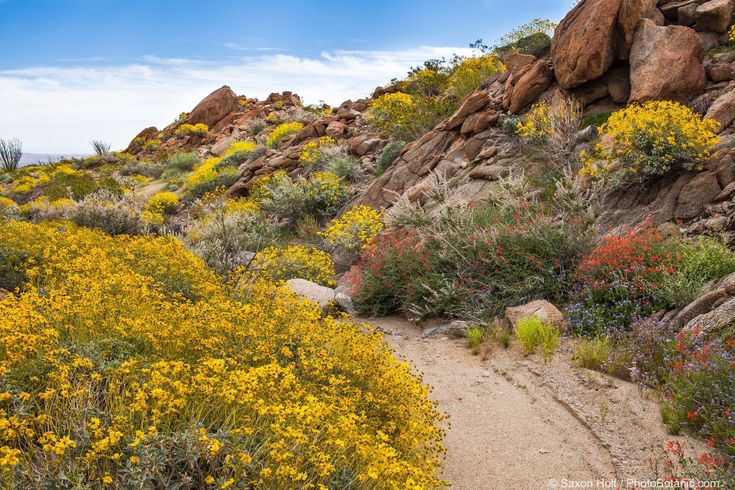 the trail is surrounded by rocks and wildflowers