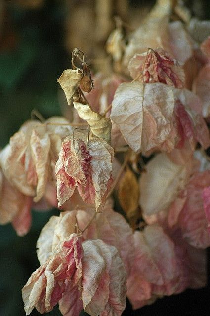 some pink and yellow leaves on a tree