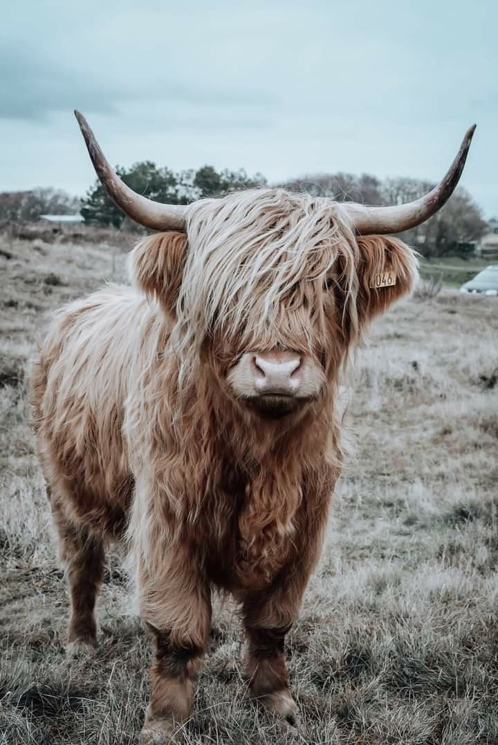 an animal with long hair standing in a field