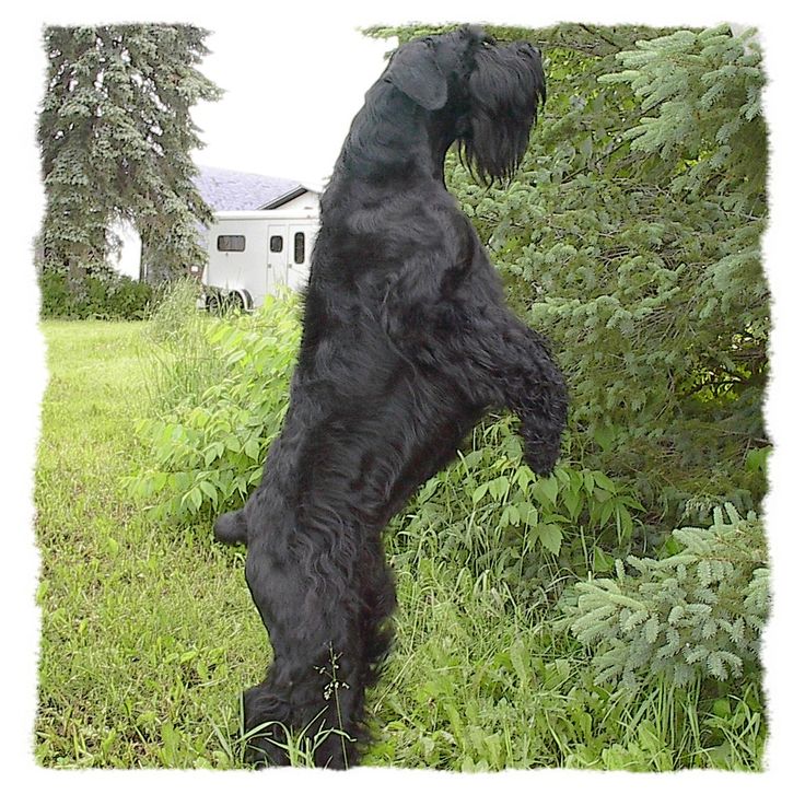 a large black dog standing on it's hind legs in front of some trees