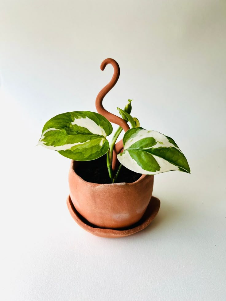 a potted plant with an umbrella shaped like a bird's beak on it