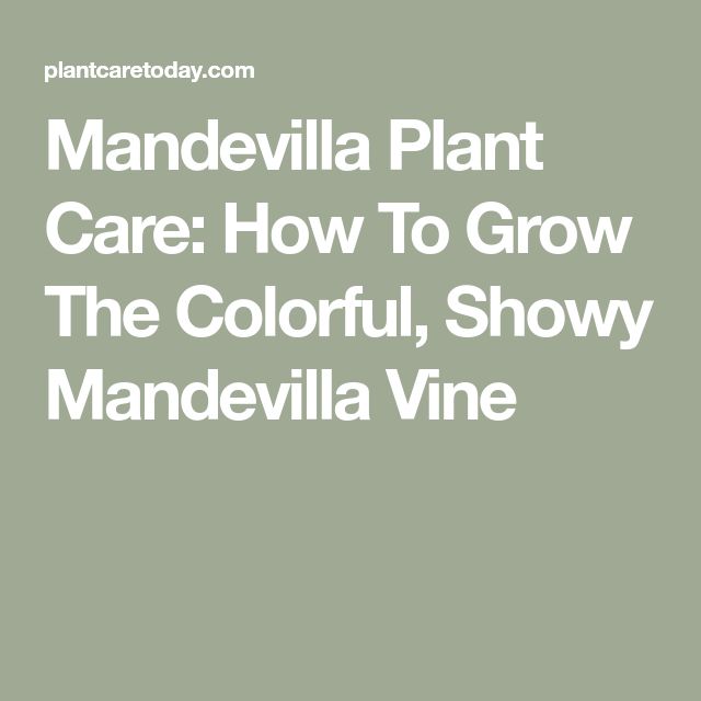 the words mandelvillia plant care how to grow the colorful, showy mandel