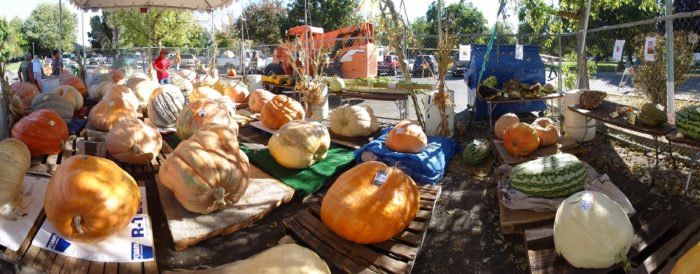 an outdoor market with pumpkins and gourds for sale on wooden benches under umbrellas