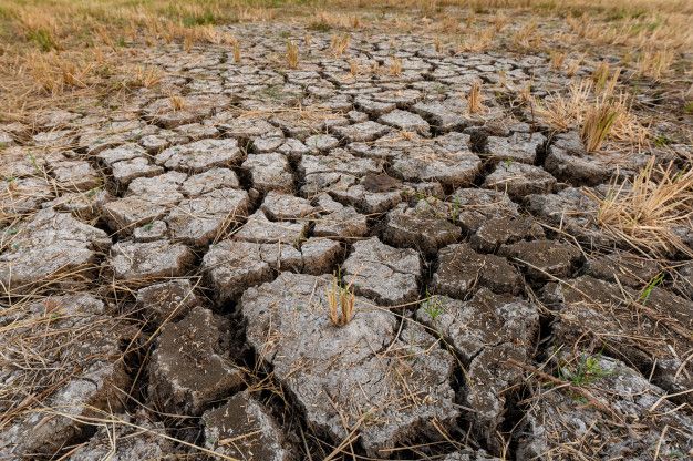 the ground is cracked and has grass growing on it