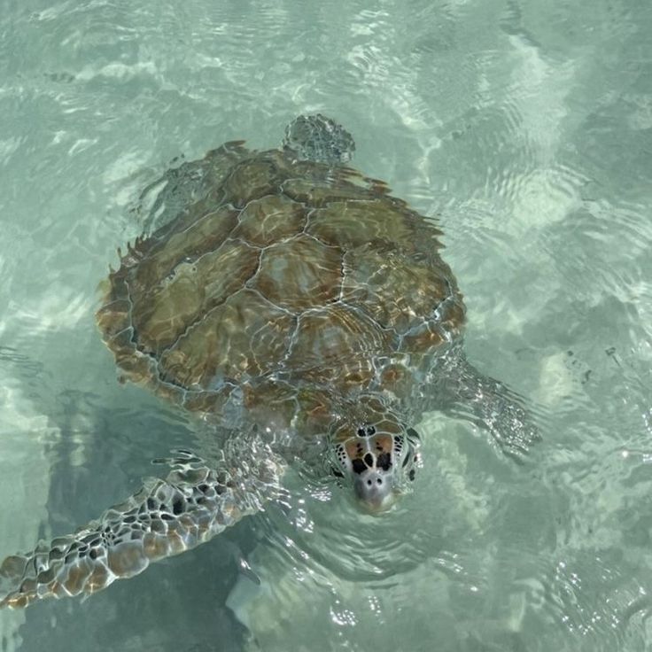 a sea turtle swimming in the clear blue water