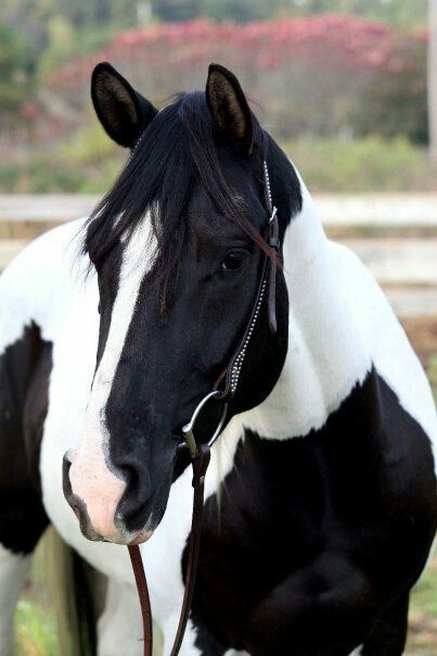 a black and white horse standing on top of a lush green field