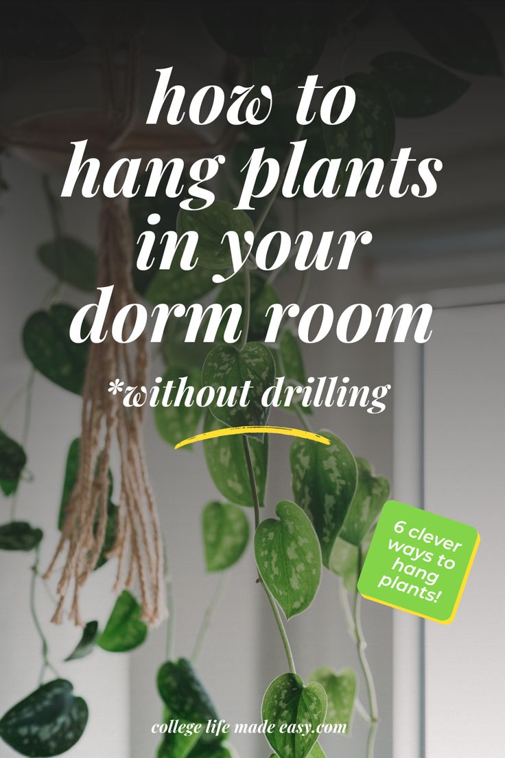 a green plant with the words how to hang plants in your dorm room without drilling