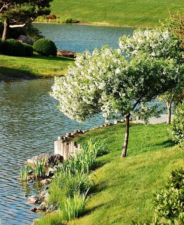 a small tree sitting on the side of a river next to a lush green field