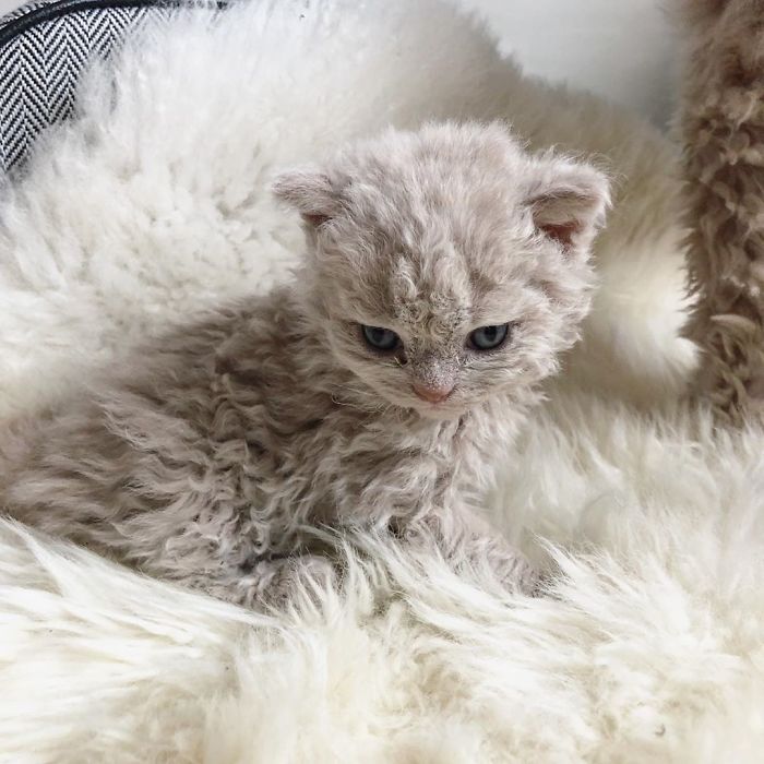 a small kitten sitting on top of a fluffy white blanket