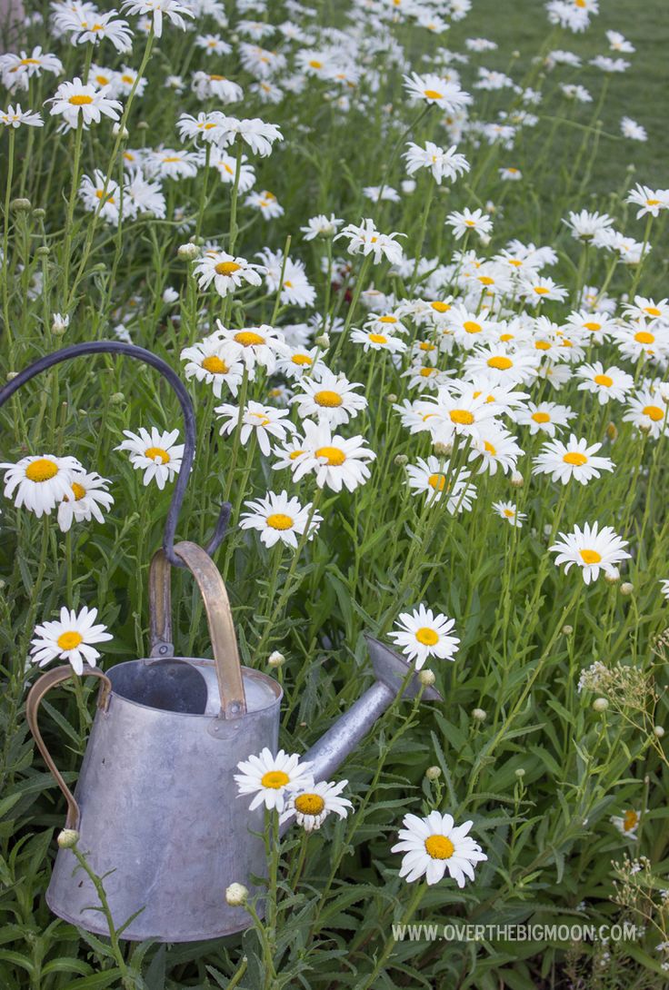 a watering can in the middle of a field of daisies