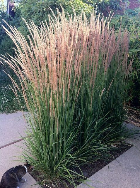 a cat is sitting on the sidewalk next to some tall grass and plants in front of it