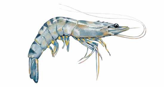 a drawing of a shrimp on a white background