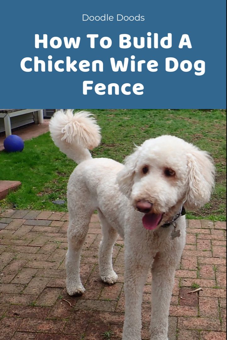 Building A Chicken Wire Dog Fence Diy Dog Fence Outdoor Cheap, Small Dog Fence, Wire Dog Fence, Prevent Dogs From Digging Under Fence, Chicken Wire Dog Fence, Chicken Wire Fence For Dogs, Diy Chicken Wire Fence Vegetable Garden, How To Keep Dogs From Jumping The Fence, Dog Pen Outdoor