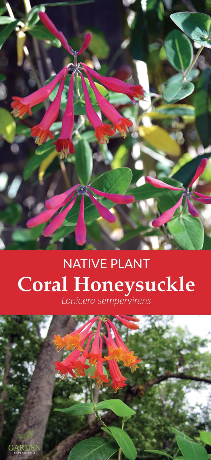 the cover of native plant coral honeysuckle