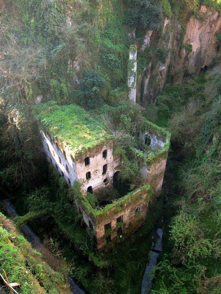 an old building surrounded by trees in the middle of a lush green forest with ferns growing on it