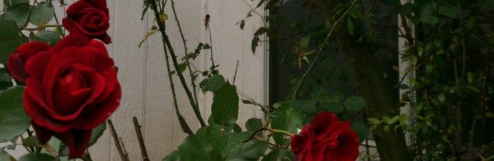 two red roses are growing in front of a white building with green leaves on it