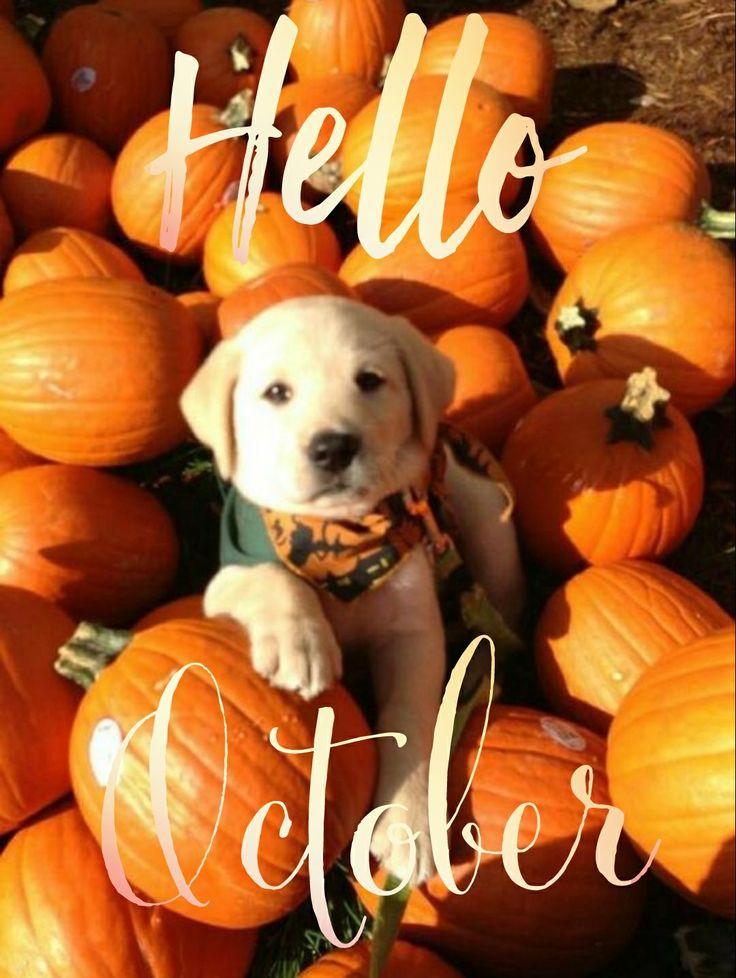 a yellow lab puppy sitting in a pile of pumpkins