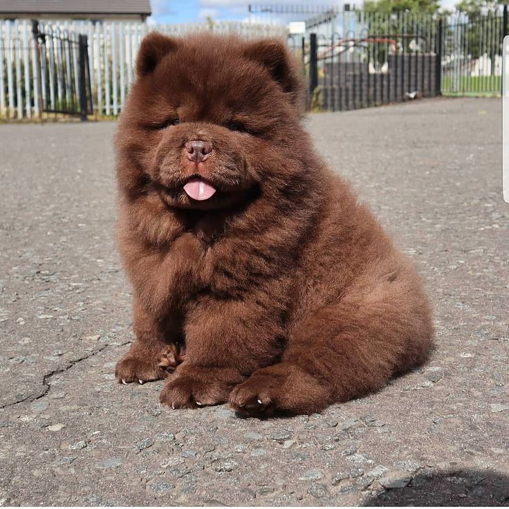 a brown dog sitting on the ground with its tongue out