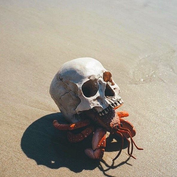 a skull with an octopus in its mouth on the beach