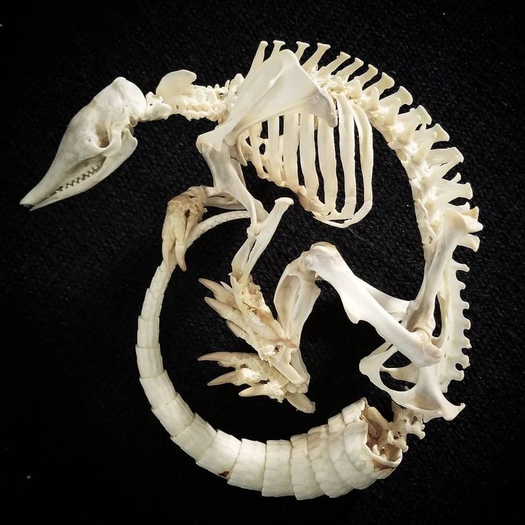 an animal skeleton is shown on a black surface with its mouth open and it's tail curled up