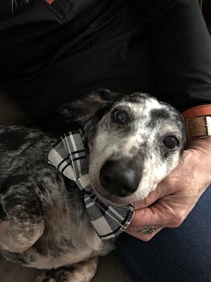 a dog wearing a bow tie sitting on the lap of a person's lap