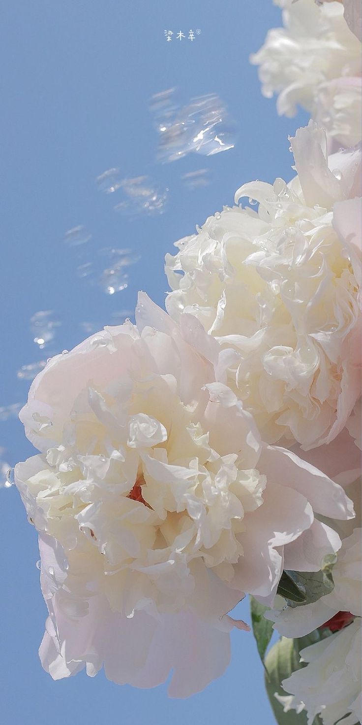 some white flowers are floating in the water