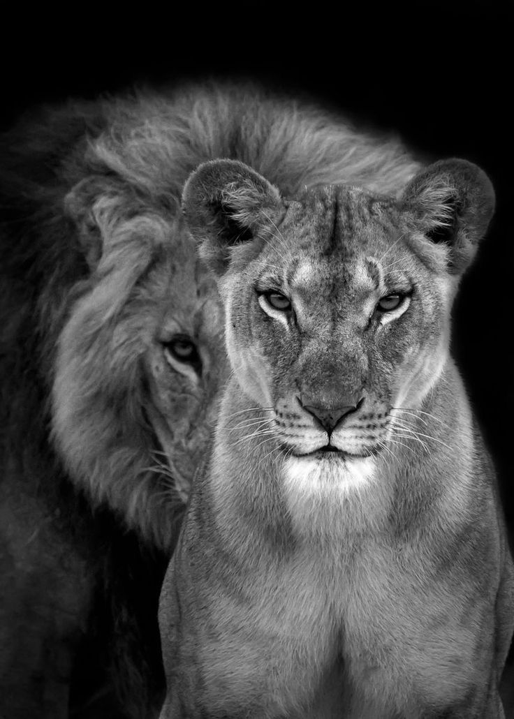 two lions standing next to each other on a black and white background with one looking at the camera