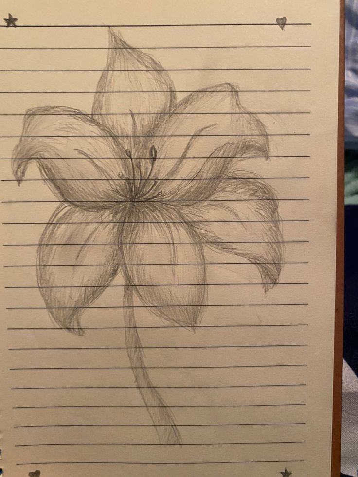 a pencil drawing of a flower on lined paper