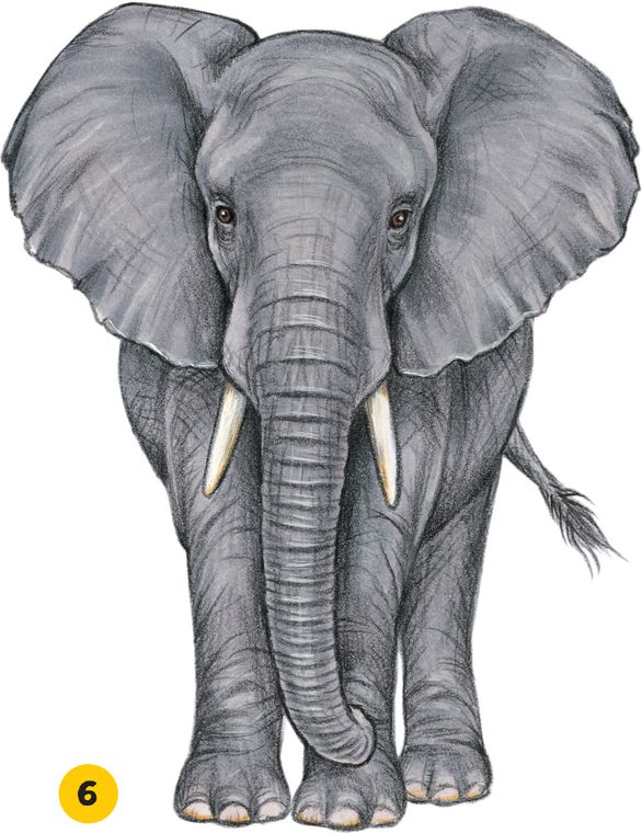 an elephant with tusks standing in front of the number six on it's side