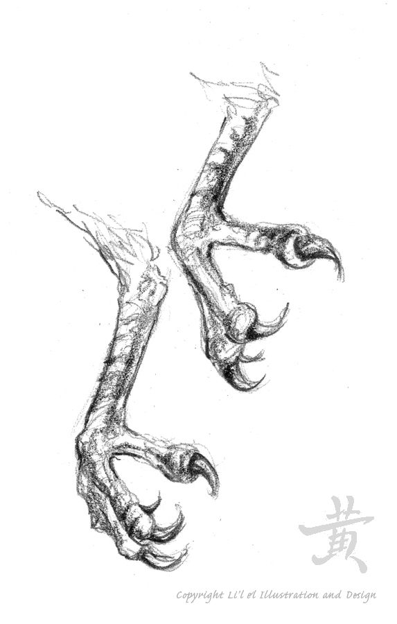 a drawing of an animal's claws