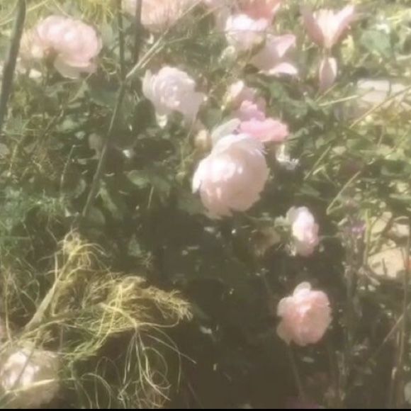 some pink flowers are growing in the grass