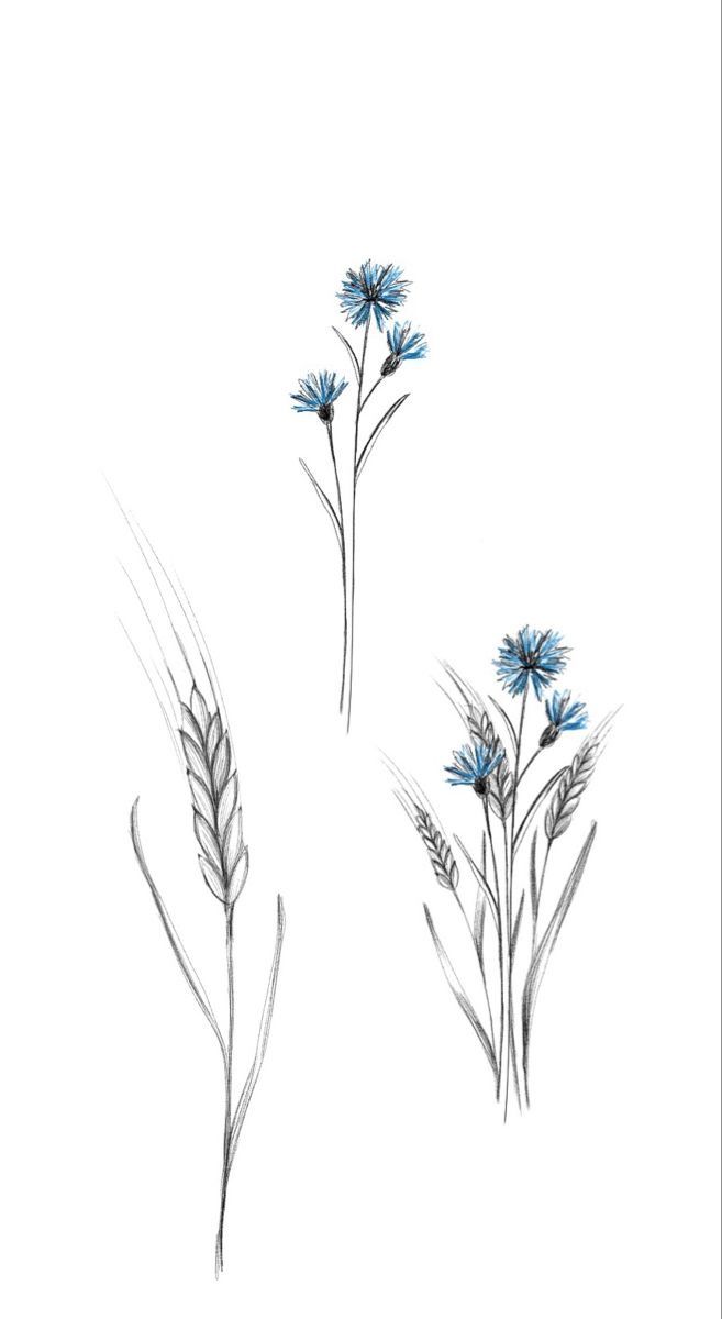 three blue flowers are shown on a white background, and one is drawn in pencil