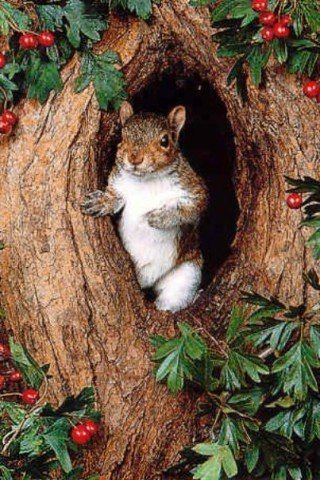 a squirrel is sitting in the middle of a tree with berries on it's branches