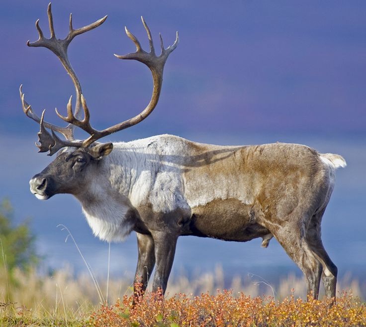 an animal that is standing in the grass with antlers on it's back