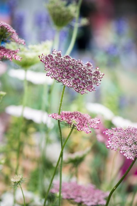 pink and white flowers with water droplets on them in a garden area at the end of summer