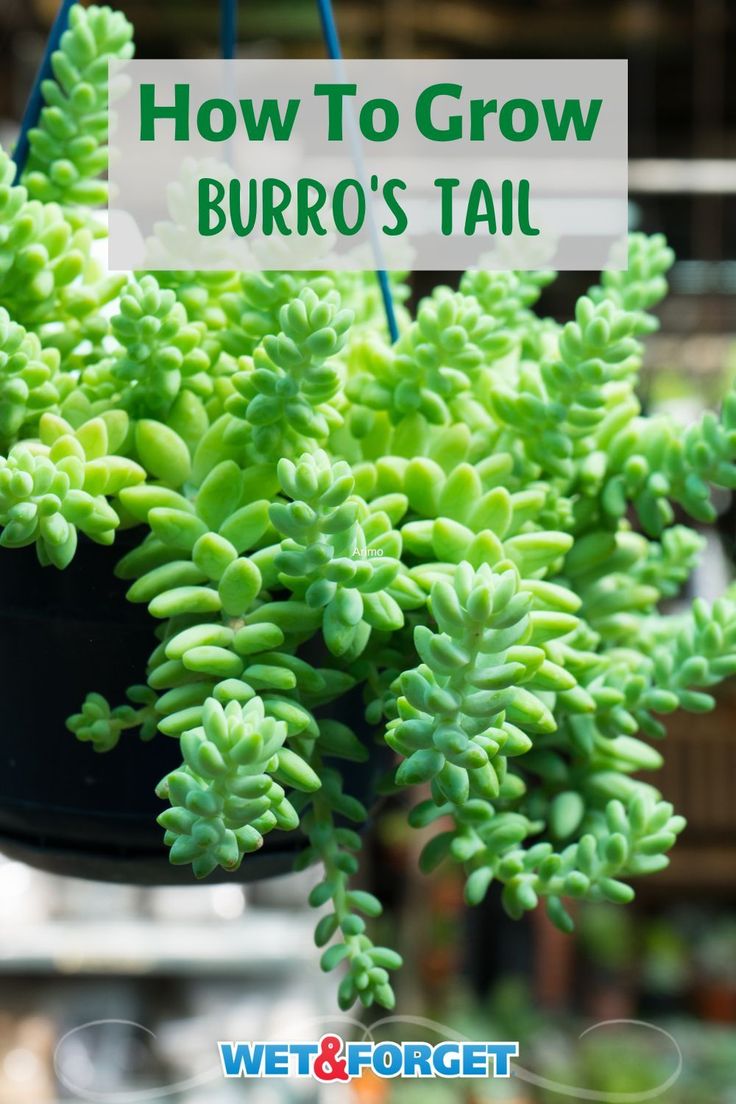 a close up of a potted plant with text overlay reading how to grow burro's tail