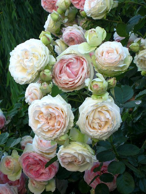 pink and white roses are blooming in the garden