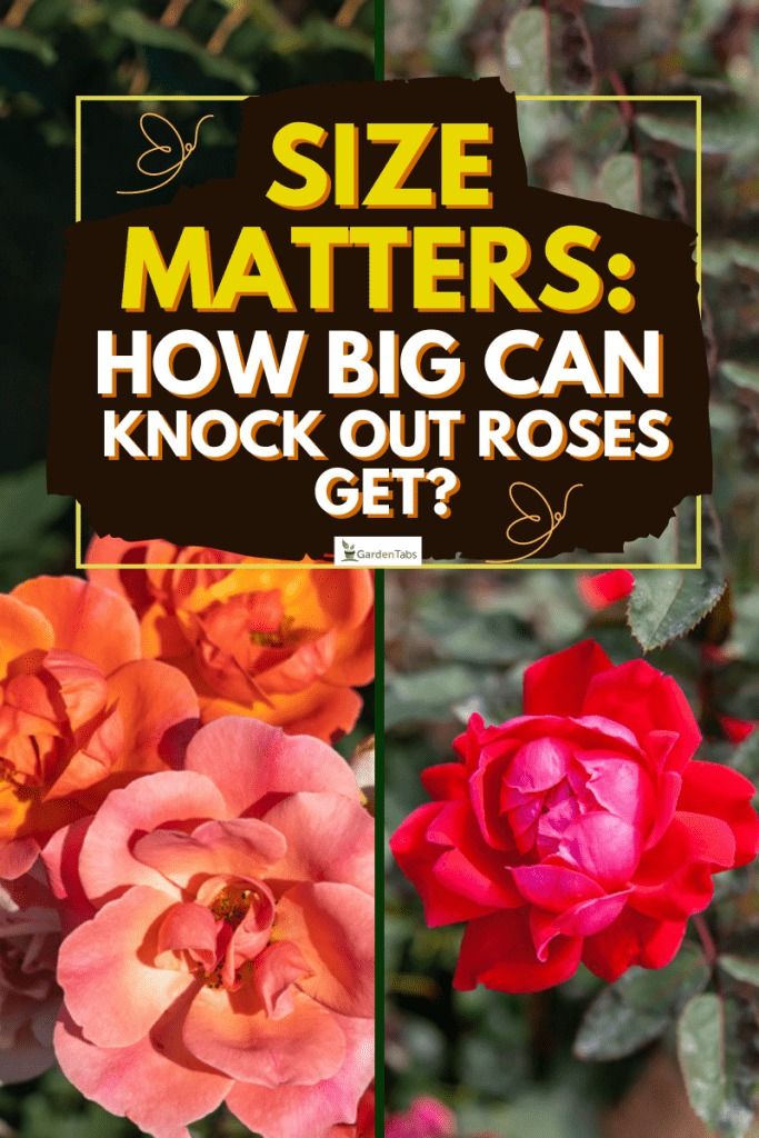 How Big Can Knock Out Roses Get? Knock Out Roses, Knockout Roses, Rose Got, Yucca Plant, Gardening Gear, Holly Tree, Crabapple Tree, Organic Mulch, Fiddle Leaf Fig Tree