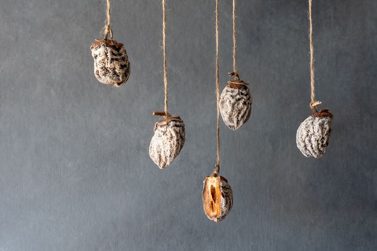 five dried nuts hanging from strings against a gray wall