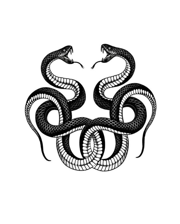 a black and white drawing of a snake