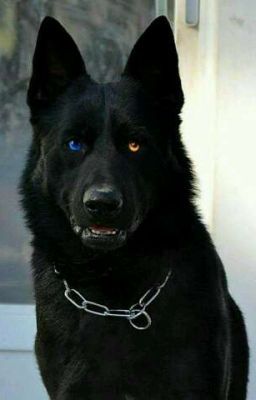 a large black dog sitting in front of a door with a chain on it's collar