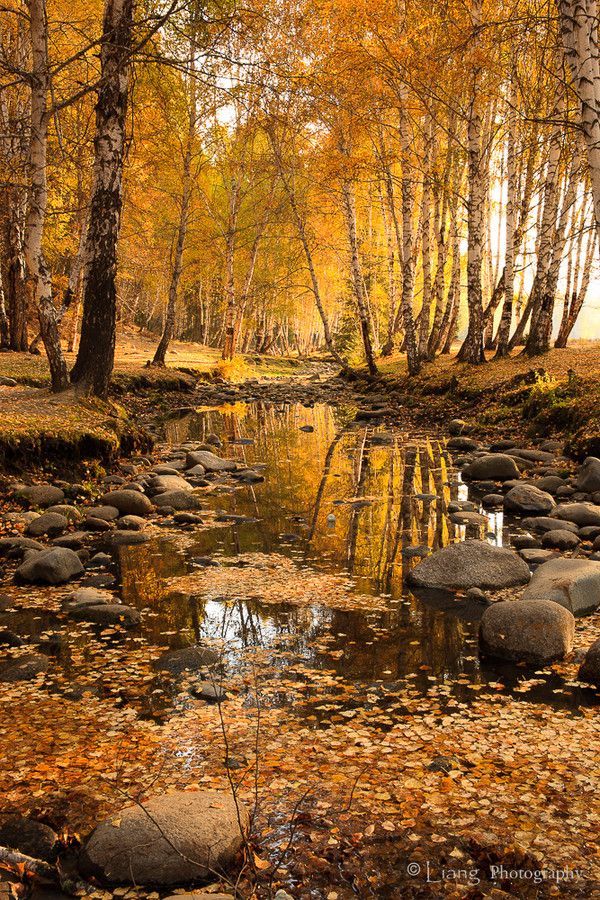 a stream running through a forest filled with lots of leaf covered rocks and trees in the background