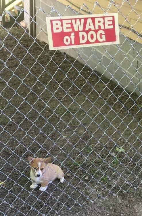 a dog is sitting behind a fence with a beware of dog sign on it