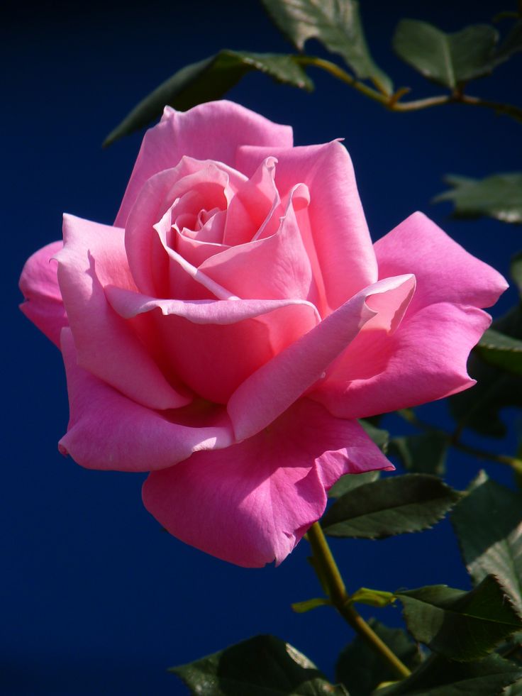 a pink rose is blooming in front of a blue background