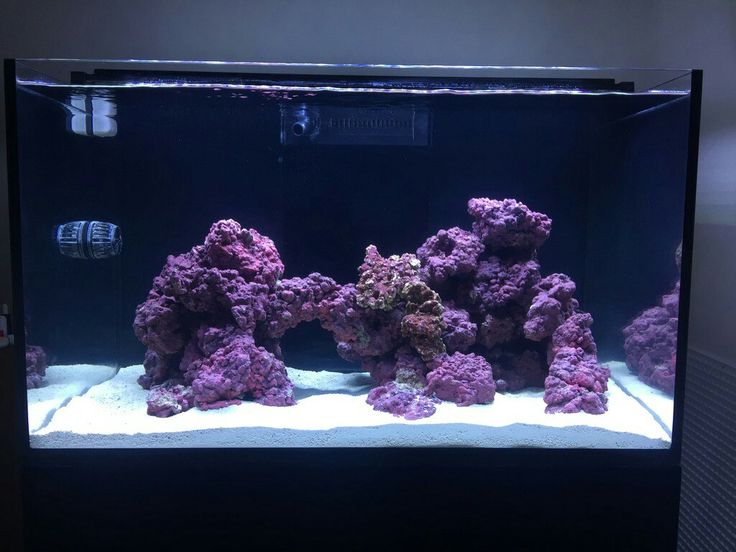 an aquarium filled with purple corals and rocks