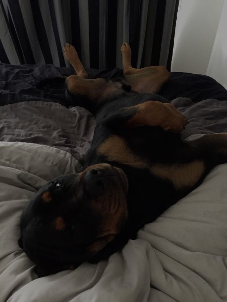 a black and brown dog laying on top of a bed