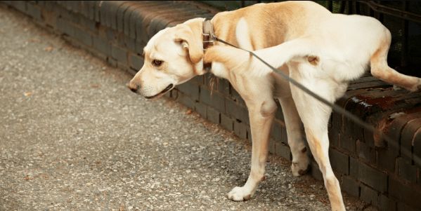 a dog tied to a fence with a leash on it's neck and looking down at the ground